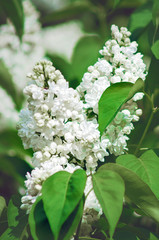 White lilac flowers. Vertical photograph.