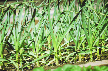 Close up of young garlic plants (Allium sativum)
