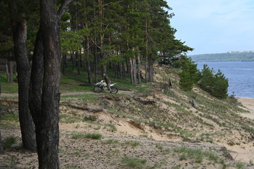 Pine trees in the forest