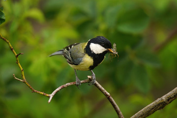 Great Tit (Parus Major) on a Twig with Captured Insects