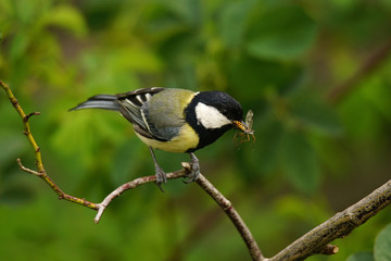 Great Tit (Parus Major) on a Twig with Captured Insects - 349875732