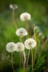 タンポポの綿毛