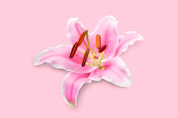 Lily flower isolated on pink background with clipping path.
