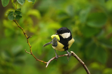 Great tit on a branch with a caterpillar in its beak