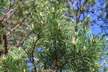 Pine trees in the forest