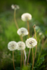 タンポポの綿毛