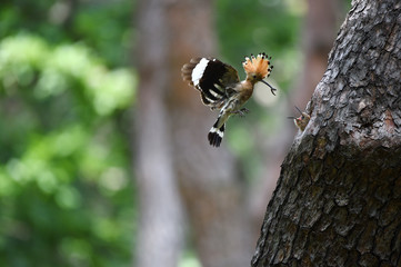 Hoopoe feeding chicks