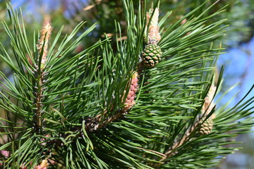 Pine trees in the forest