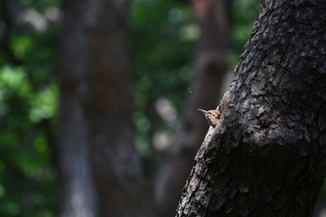 Hoopoe feeding chicks