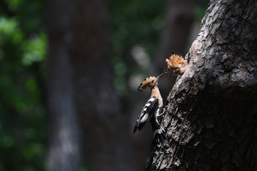 Hoopoe feeding chicks