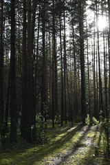 Pine trees in the forest