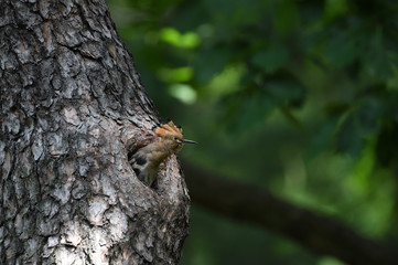 Hoopoe feeding chicks