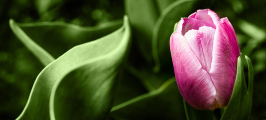 Spring banner with a pink tulip on a background of green leaves