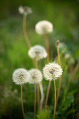 タンポポの綿毛