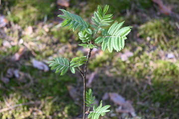 Pine trees in the forest