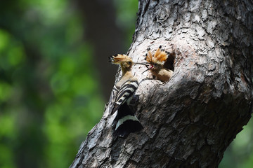 Hoopoe feeding chicks