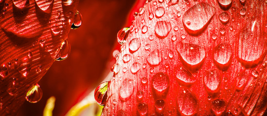 Spring web banner with raindrops on petals of the red tulip
