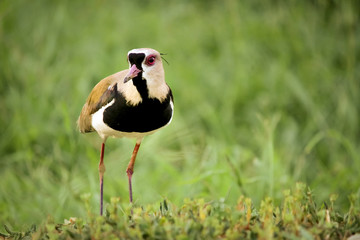 black crowned crane