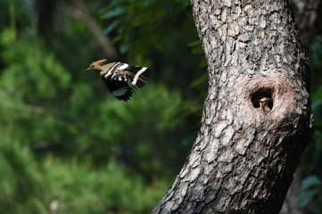 Hoopoe feeding chicks