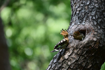 Hoopoe feeding chicks