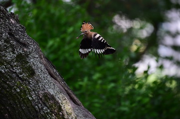 Hoopoe feeding chicks