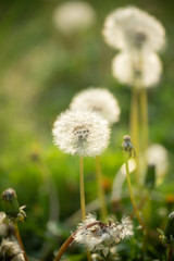 タンポポの綿毛