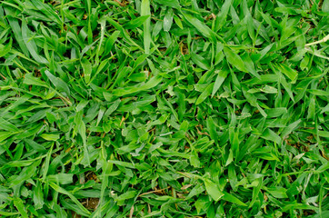 Fototapeta na wymiar abstract background of green grass flooring is the background for inserting images and text.