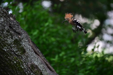 Hoopoe feeding chicks