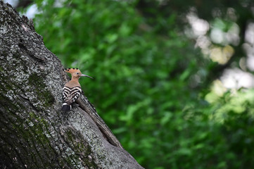 Hoopoe feeding chicks