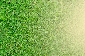 Green grass with golden light spreading out in the background.