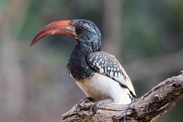 Portrait of a beautifull Northern red-billed hornbill, with huge beak sitting on the branch. Namibia. Africa