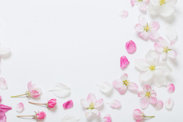 Fototapeta na wymiar pink and white apple flowers on white background