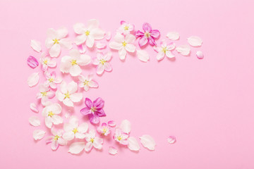 Obraz na płótnie Canvas pink apple flowers on pink background