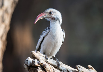 Portrait of a beautifull Northern red-billed hornbill, with huge beak sitting on the branch. Namibia. Africa