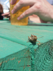 Grasshopper waving on a table, with someone with drink in hand behind
