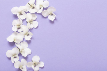 viola flowers on color paper  background