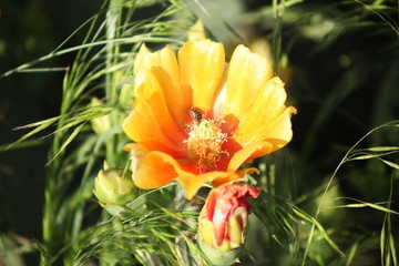 bee on a yellow cactus flower