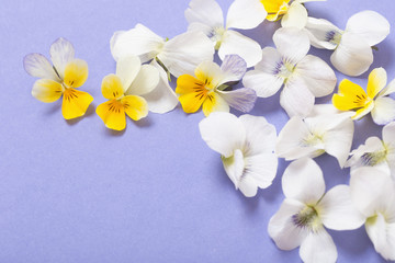 Naklejka na ściany i meble viola flowers on color paper background