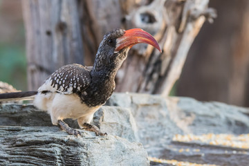 Portrait of a beautifull Northern red-billed hornbill, with huge beak sitting on the branch. Namibia. Africa