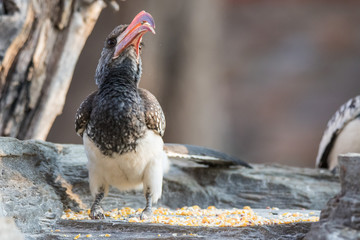 Portrait of a beautifull Northern red-billed hornbill, with huge beak sitting on the branch. Namibia. Africa