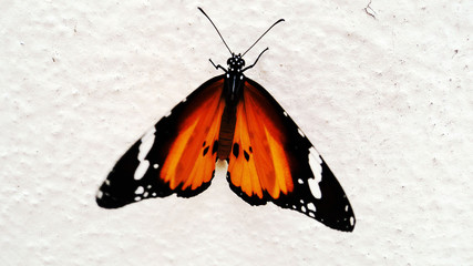 Fototapeta na wymiar Mesmerized by the beauty of butterfly just sitting on a wall