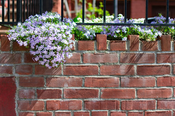 Fototapeta na wymiar Background of Beautiful Purple Flowers on a Red Brick Wall during Spring