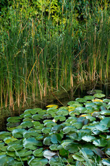 feuilles de nénuphar