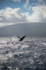 Humpback whale breaching during breeding season, Maui, Hawaii