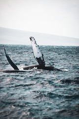 Humpback whales during breeding season showing pectoral fins, Maui, Hawaii