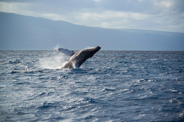 Humpback whale breaching during breeding season, Maui, Hawaii