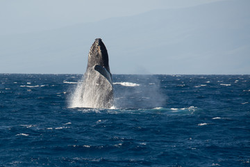Humpback whale breaching during breeding season, Maui, Hawaii