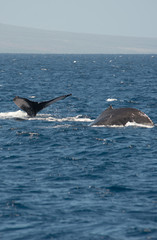 Humpback whales during breeding season, flukes and back Maui, Hawaii