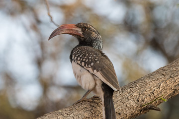 Portrait of a beautifull Northern red-billed hornbill, with huge beak sitting on the branch. Namibia. Africa