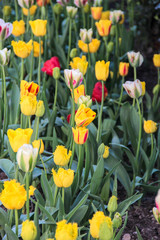Obraz premium Multicolored tulips field. Flowers in spring blooming blossom scene. Traditional dutch flower, tulip. Typical scenery with tulips. Yellow tulips background. Traditional holland, the netherlands.